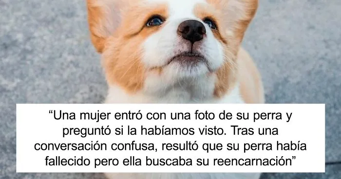 20 Divertidas historias de veterinarios sobre mascotas y sus dueños