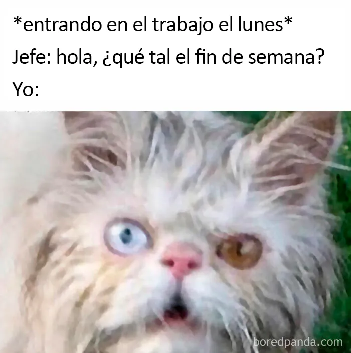 20 Divertidos memes sobre el trabajo y la vida adulta que te harán reír y llorar a la vez