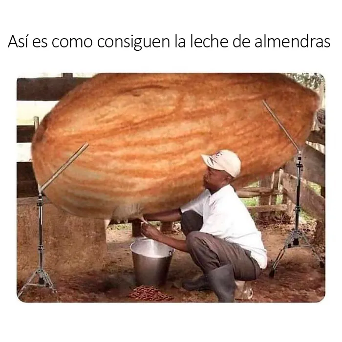 20 Memes divertidos y familiares con muchos juegos de palabras incluidos