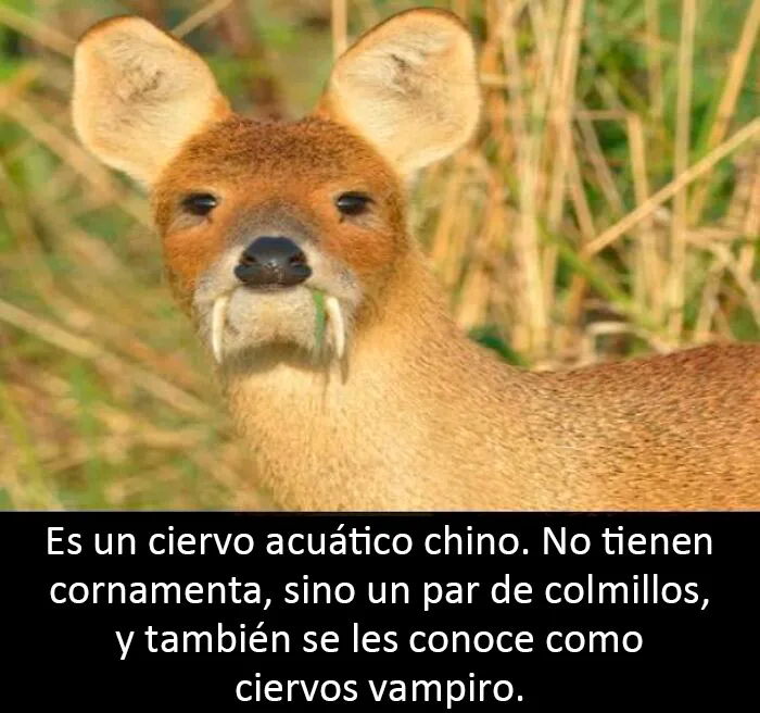 Curiosidad: no dejes que te muerda un ciervo acuático chino