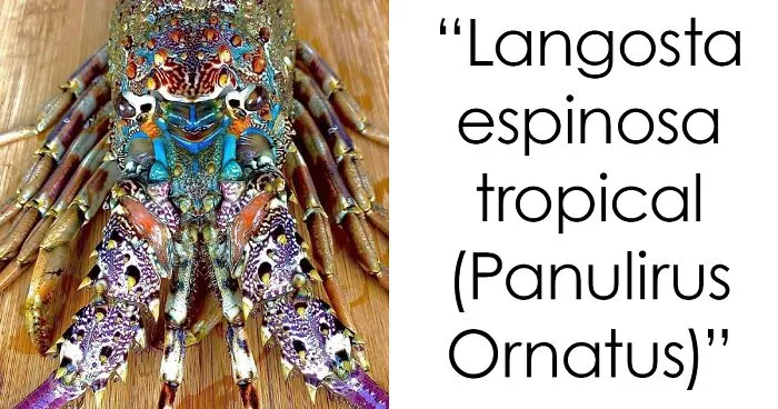 42 Curiosas imágenes de la naturaleza que te sorprenderán (nuevas fotos)