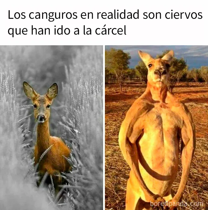 20 Memes divertidos, familiares, o sencillamente tontos