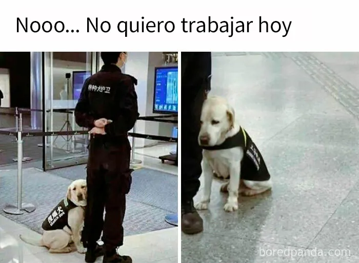 20 Memes divertidos, familiares, o sencillamente tontos
