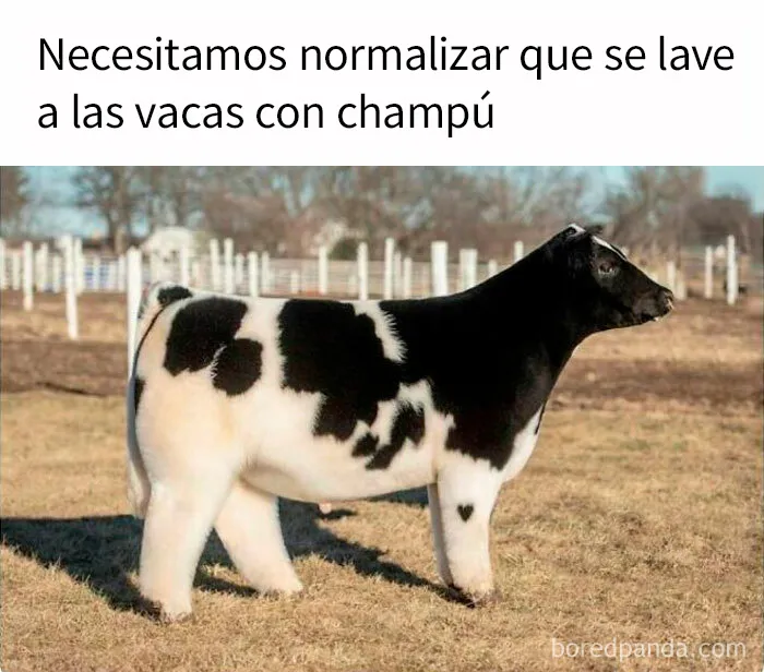20 Memes divertidos, familiares, o sencillamente tontos