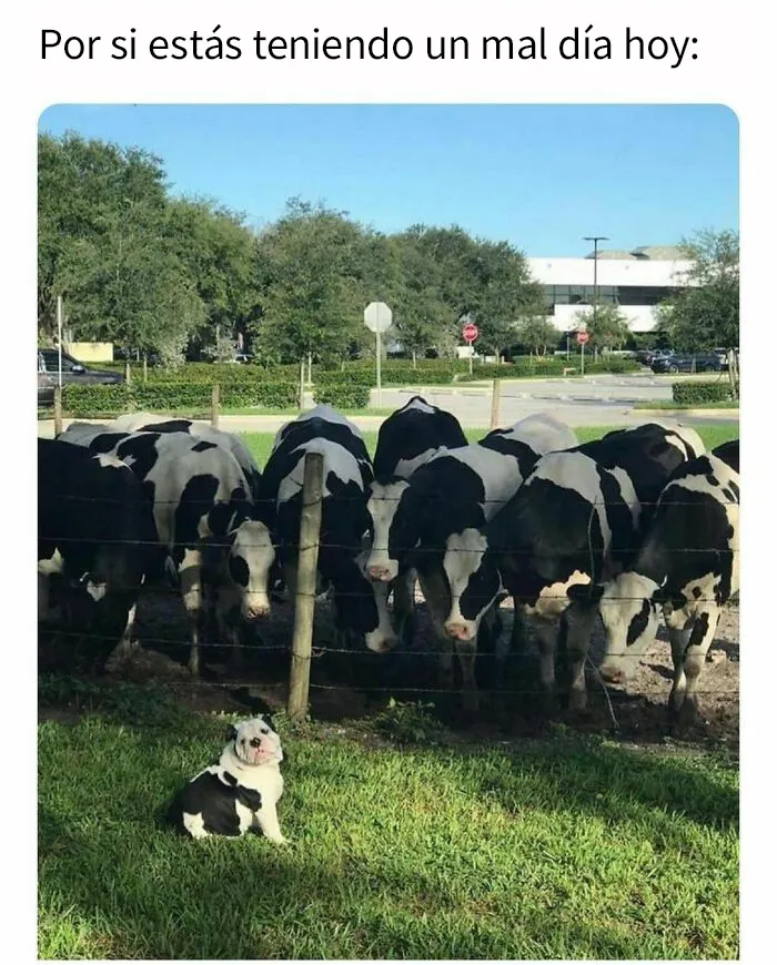 20 Memes divertidos, familiares, o sencillamente tontos