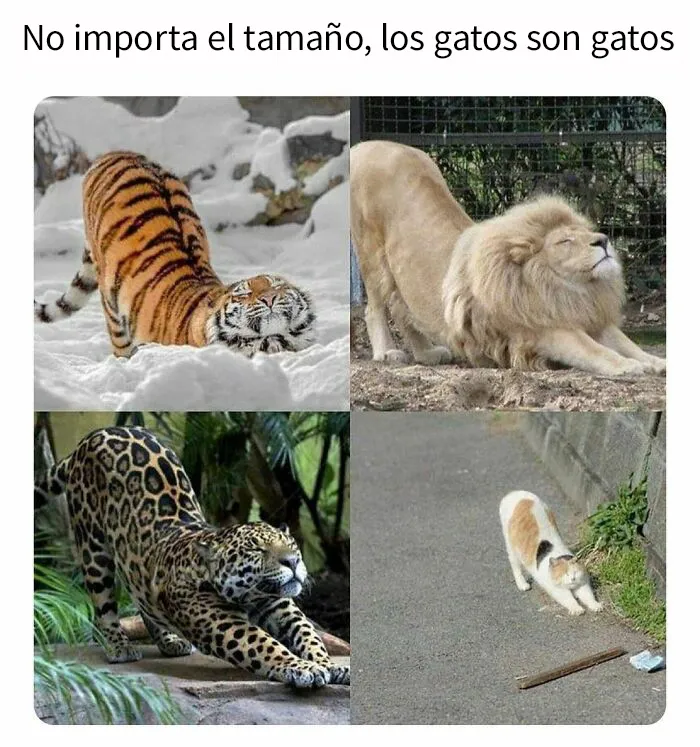 20 Memes divertidos, familiares, o sencillamente tontos