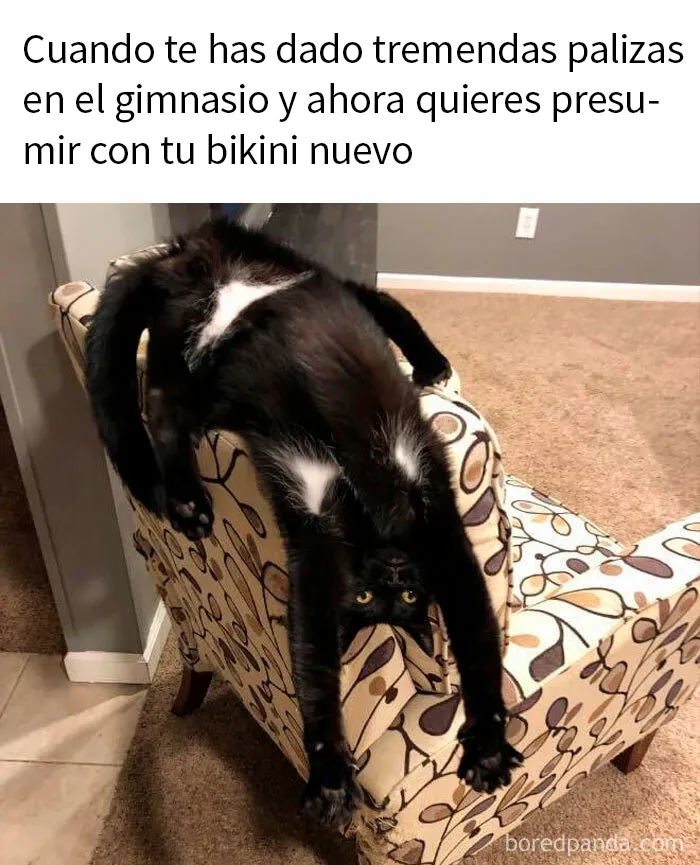 20 Divertidos memes de gatos para alegrarte el día