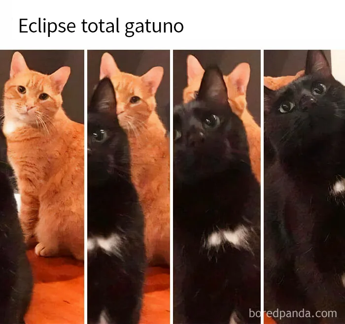 20 Divertidos memes de gatos para alegrarte el día