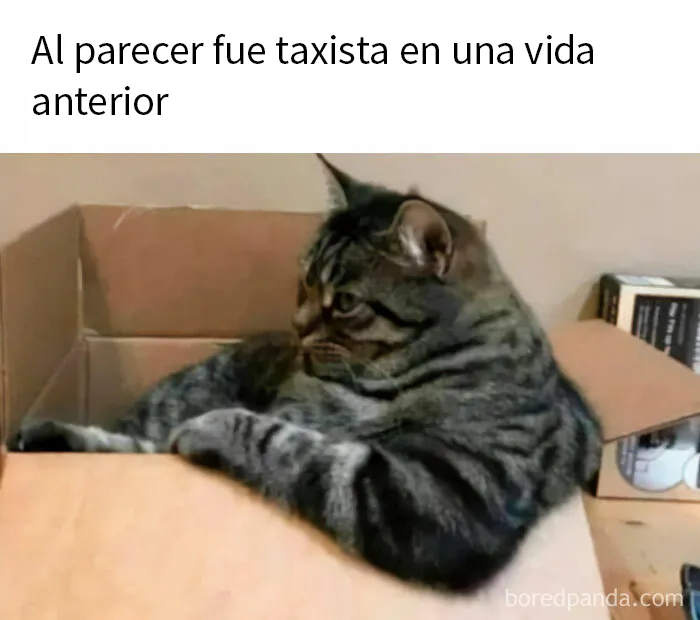 20 Divertidos memes de gatos para alegrarte el día