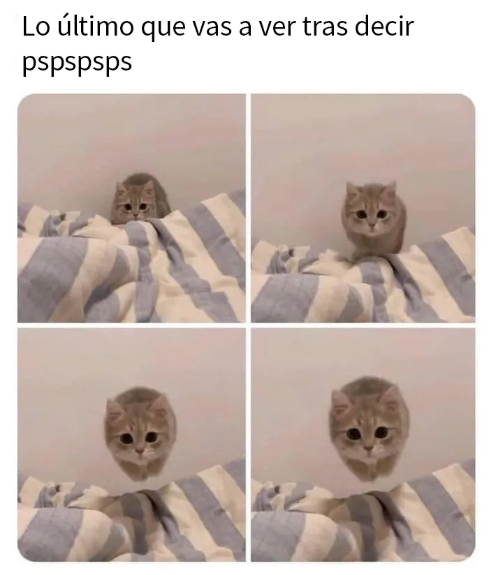 20 Divertidos memes de gatos para alegrarte el día