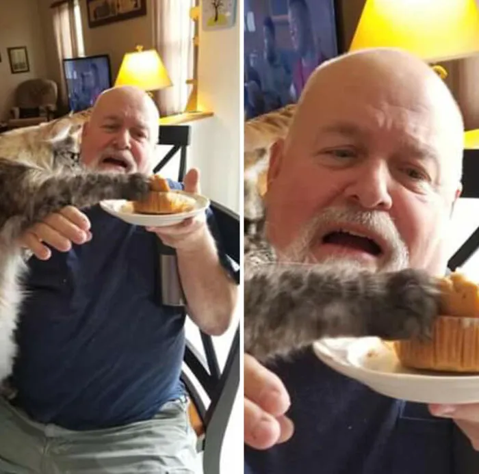 20 Divertidos memes de gatos para alegrarte el día