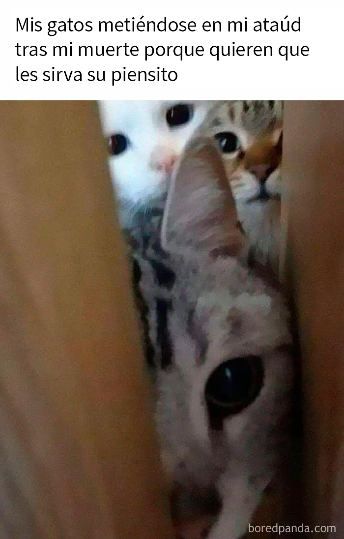 20 Divertidos memes de gatos para alegrarte el día