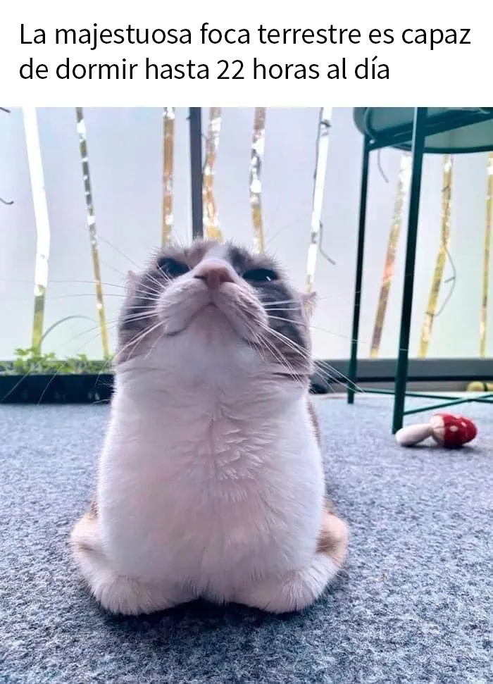20 Divertidos memes de gatos para alegrarte el día