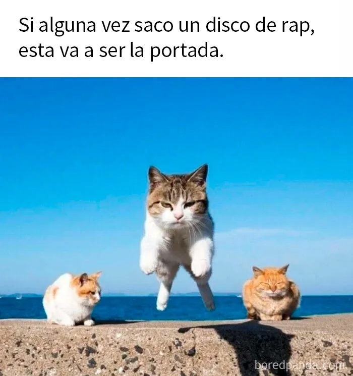 20 Divertidos memes de gatos para alegrarte el día