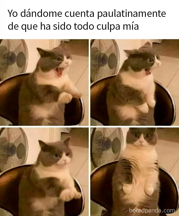 20 Divertidos memes de gatos para alegrarte el día