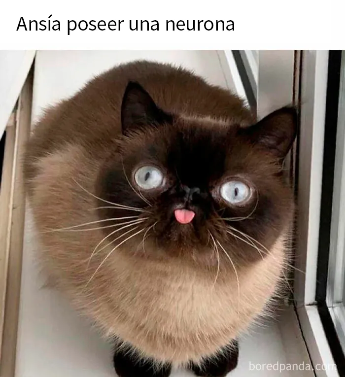 20 Divertidos memes de gatos para alegrarte el día