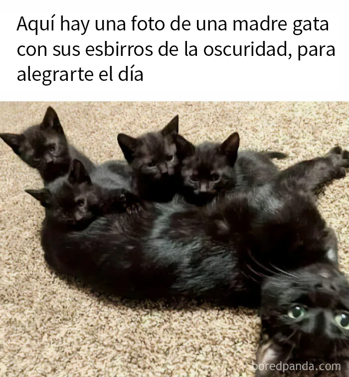 20 Divertidos memes de gatos para alegrarte el día