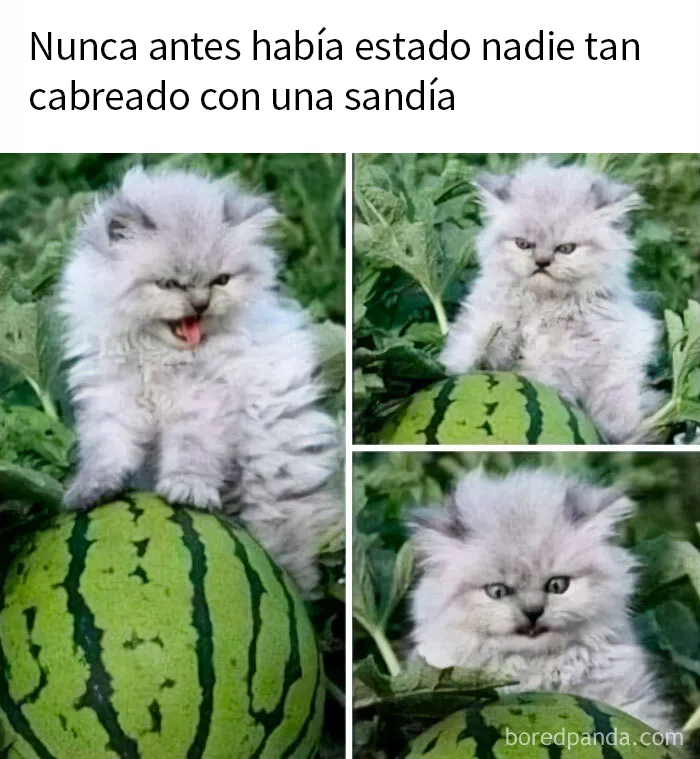20 Divertidos memes de gatos para alegrarte el día