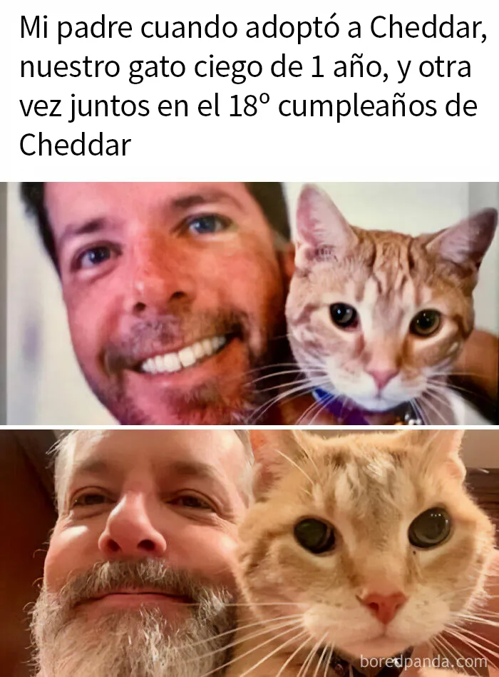 20 Divertidos memes de gatos para alegrarte el día