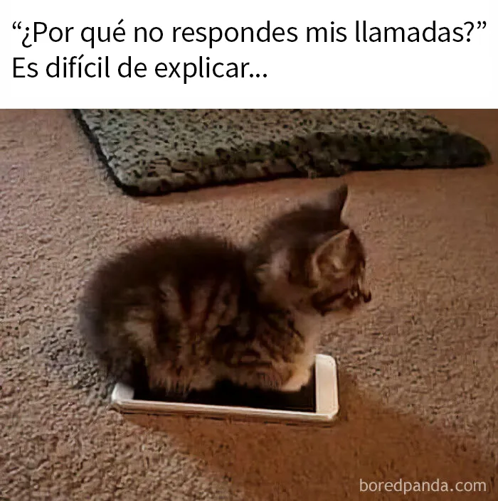 20 Divertidos memes de gatos para alegrarte el día