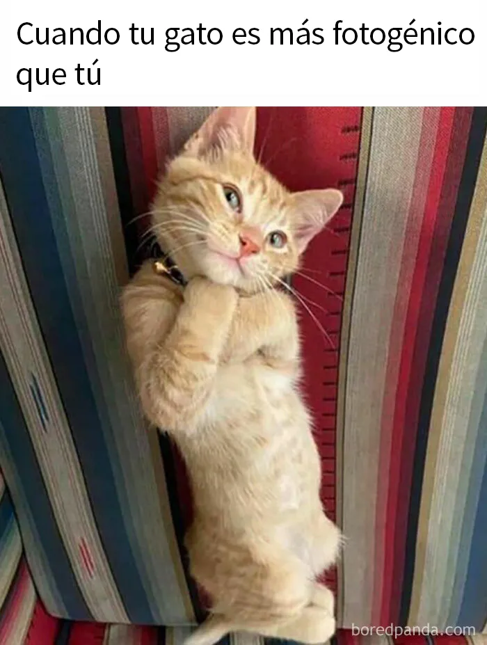 20 Divertidos memes de gatos para alegrarte el día