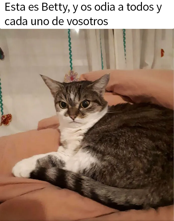20 Divertidos memes de gatos para alegrarte el día