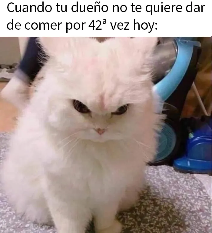 20 Divertidos memes de gatos para alegrarte el día