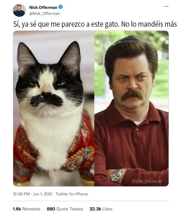 20 Divertidos memes de gatos para alegrarte el día