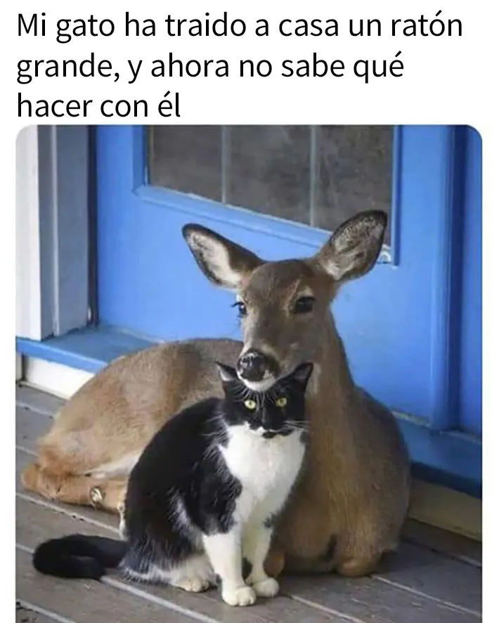 20 Memes y publicaciones reconfortantes para recordarnos que no todo es malo en el mundo