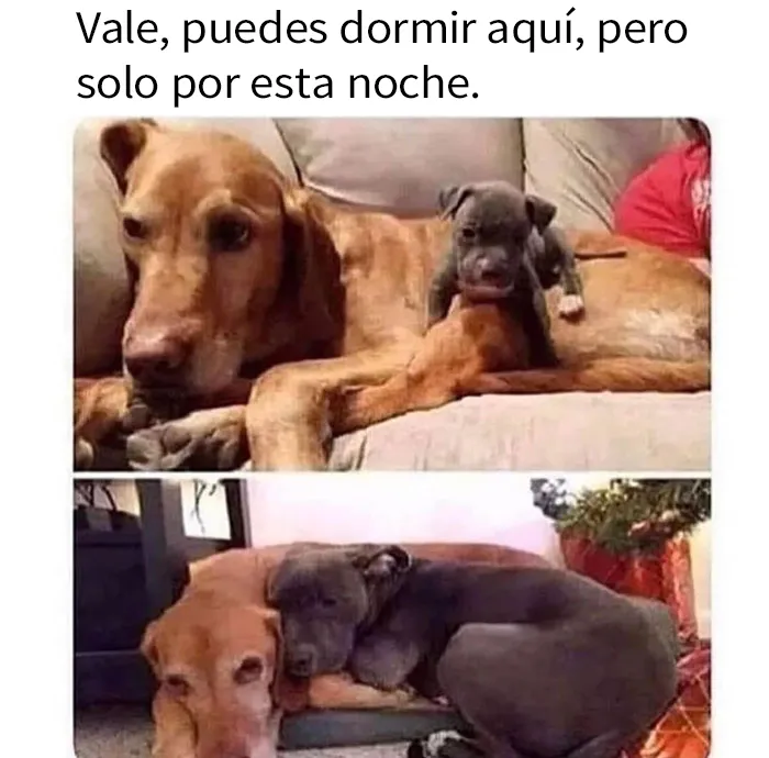 20 Memes y publicaciones reconfortantes para recordarnos que no todo es malo en el mundo