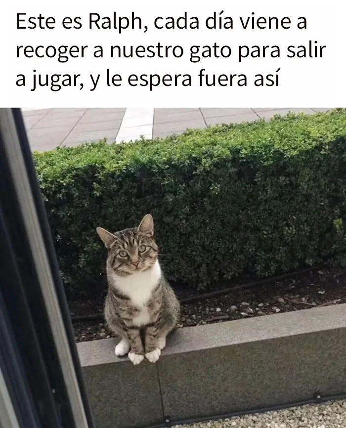20 Memes y publicaciones reconfortantes para recordarnos que no todo es malo en el mundo