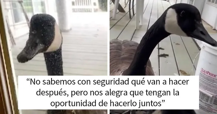 Este ganso llamó a la puerta del centro veterinario donde estaban operando a su pareja, exigiendo verla