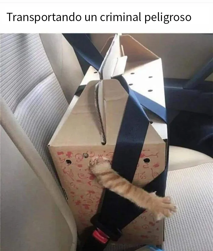 20 Divertidos memes en los que te gustaría etiquetar a tu gato