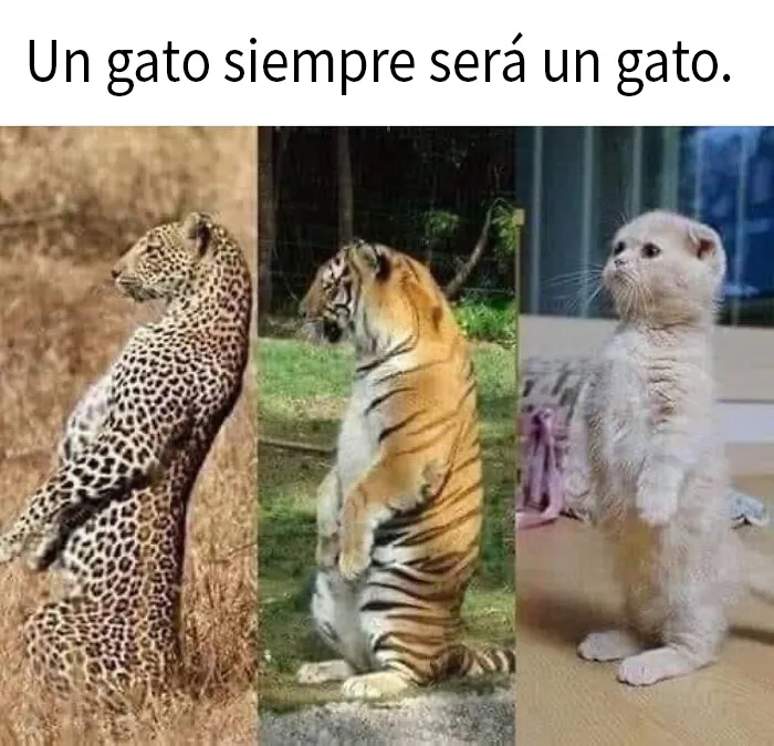 20 Divertidos memes en los que te gustaría etiquetar a tu gato