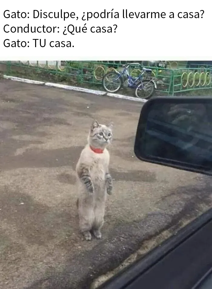 20 Divertidos memes en los que te gustaría etiquetar a tu gato