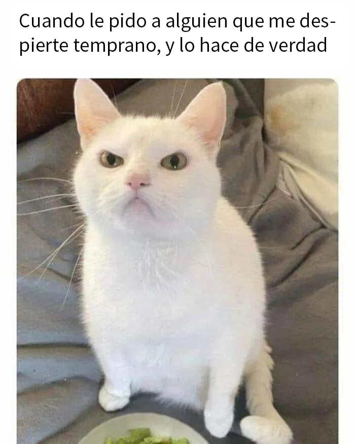 20 Divertidos memes en los que te gustaría etiquetar a tu gato