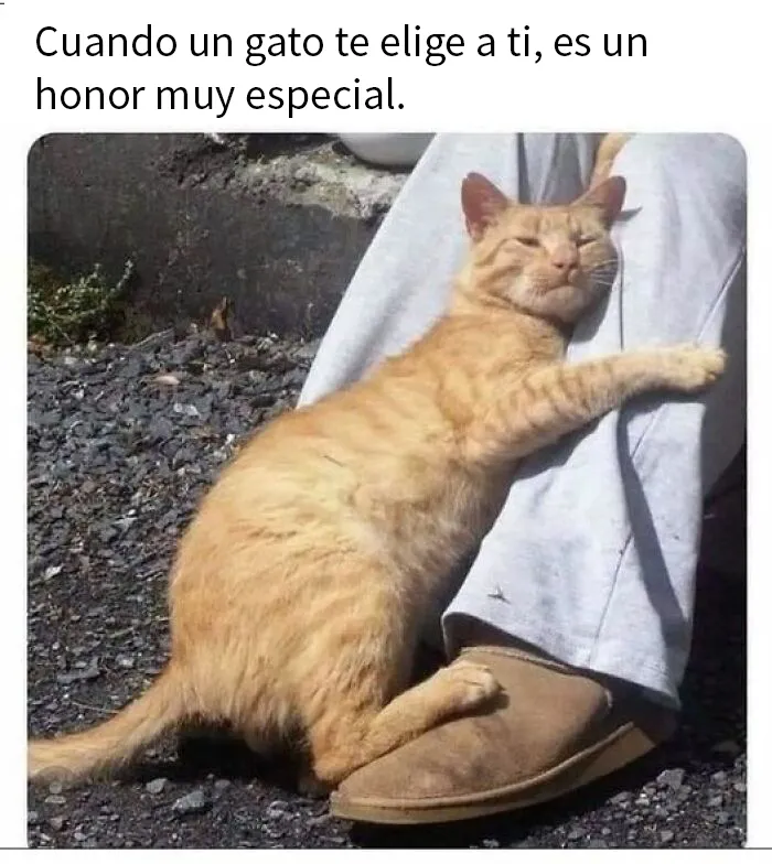 20 Divertidos memes en los que te gustaría etiquetar a tu gato