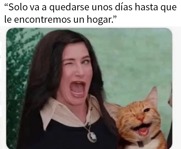 20 Divertidos memes en los que te gustaría etiquetar a tu gato