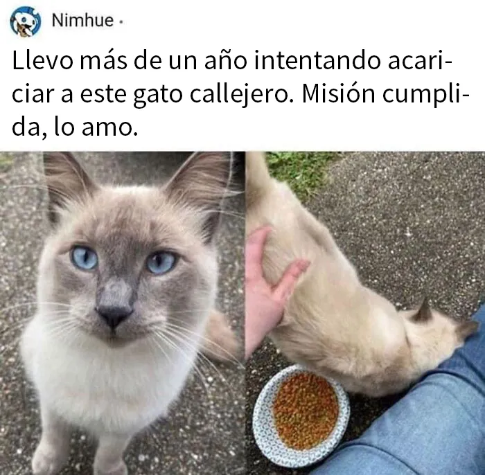 20 Divertidos memes en los que te gustaría etiquetar a tu gato