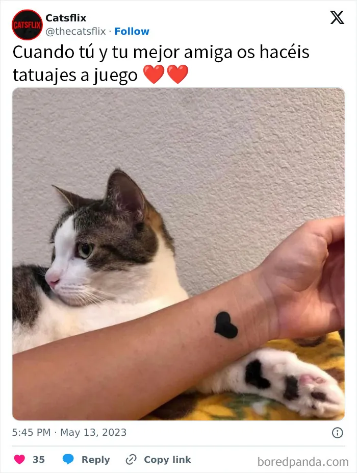 20 Divertidos memes en los que te gustaría etiquetar a tu gato