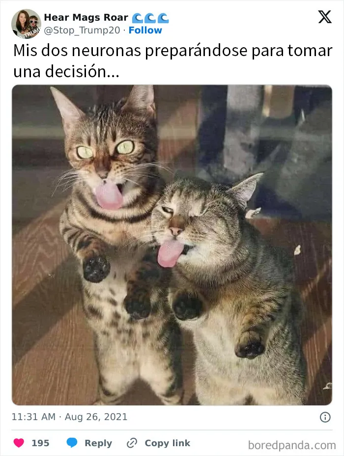 20 Divertidos memes en los que te gustaría etiquetar a tu gato