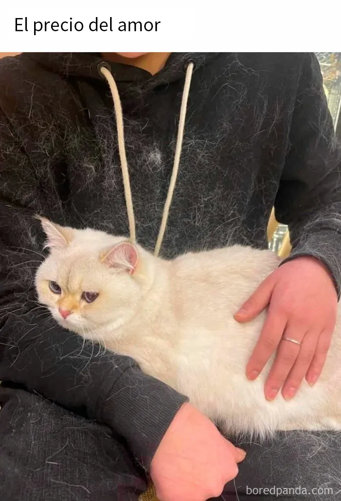 20 Divertidos memes en los que te gustaría etiquetar a tu gato