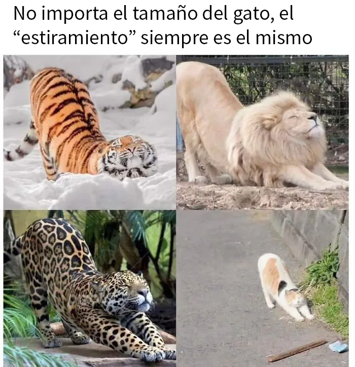 20 Divertidos memes en los que te gustaría etiquetar a tu gato