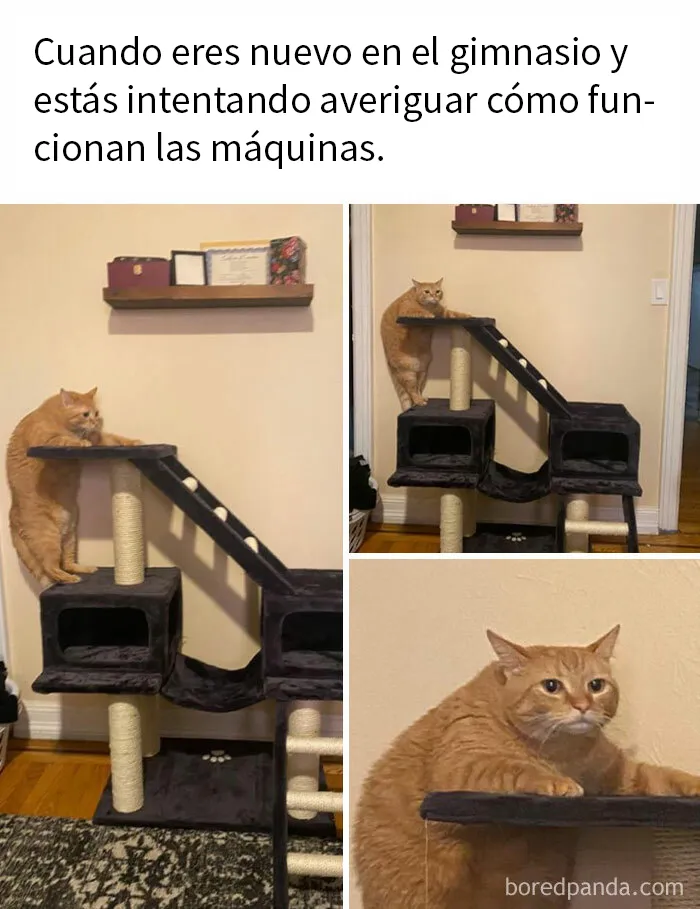 20 Divertidos memes en los que te gustaría etiquetar a tu gato