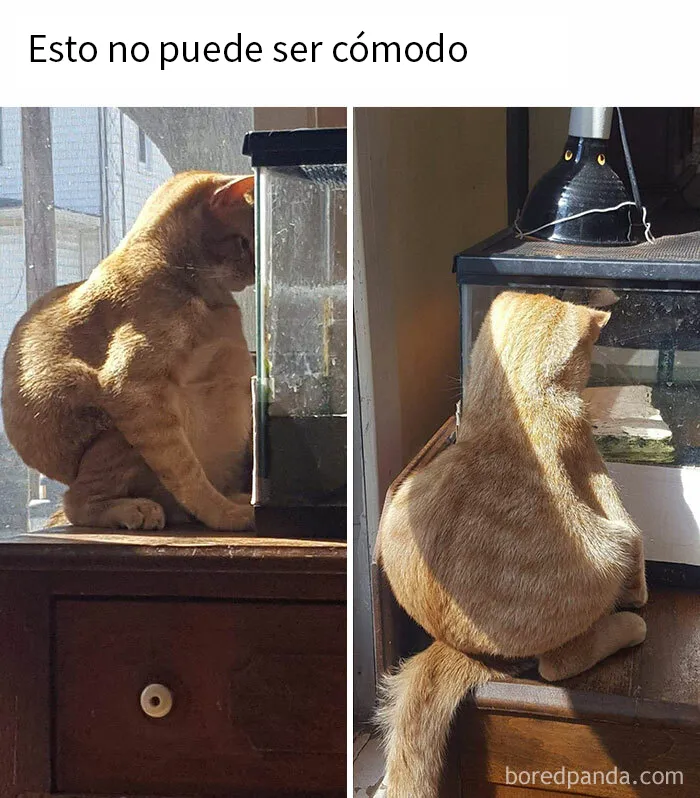 20 Divertidos memes en los que te gustaría etiquetar a tu gato