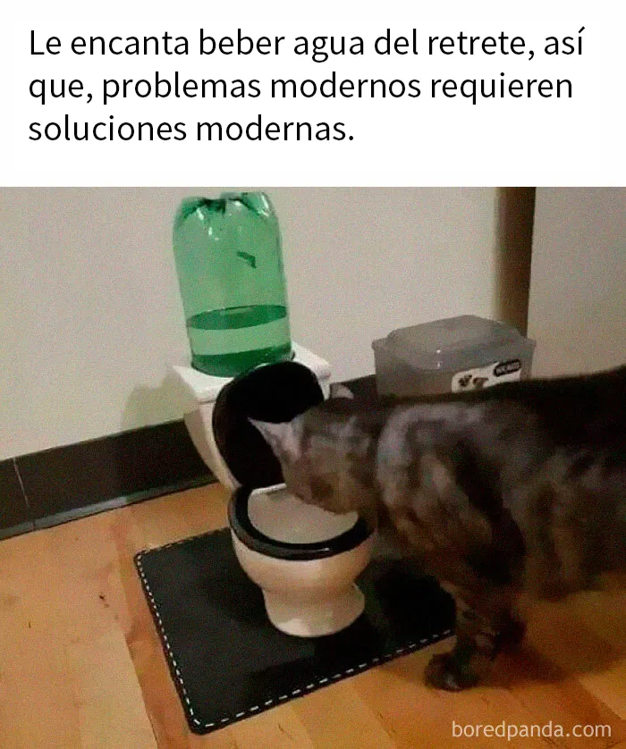 20 Divertidos memes en los que te gustaría etiquetar a tu gato