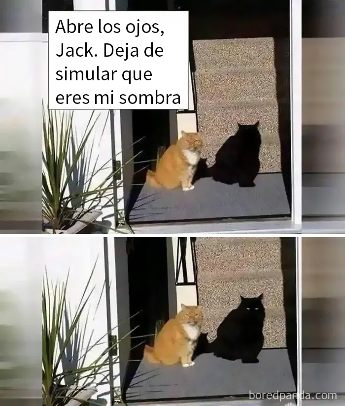 20 Divertidos memes en los que te gustaría etiquetar a tu gato