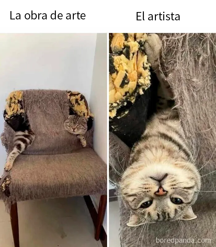 20 Divertidos memes en los que te gustaría etiquetar a tu gato
