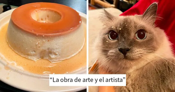40 Mascotas ladronas pilladas in fraganti robando comida (nuevas fotos)