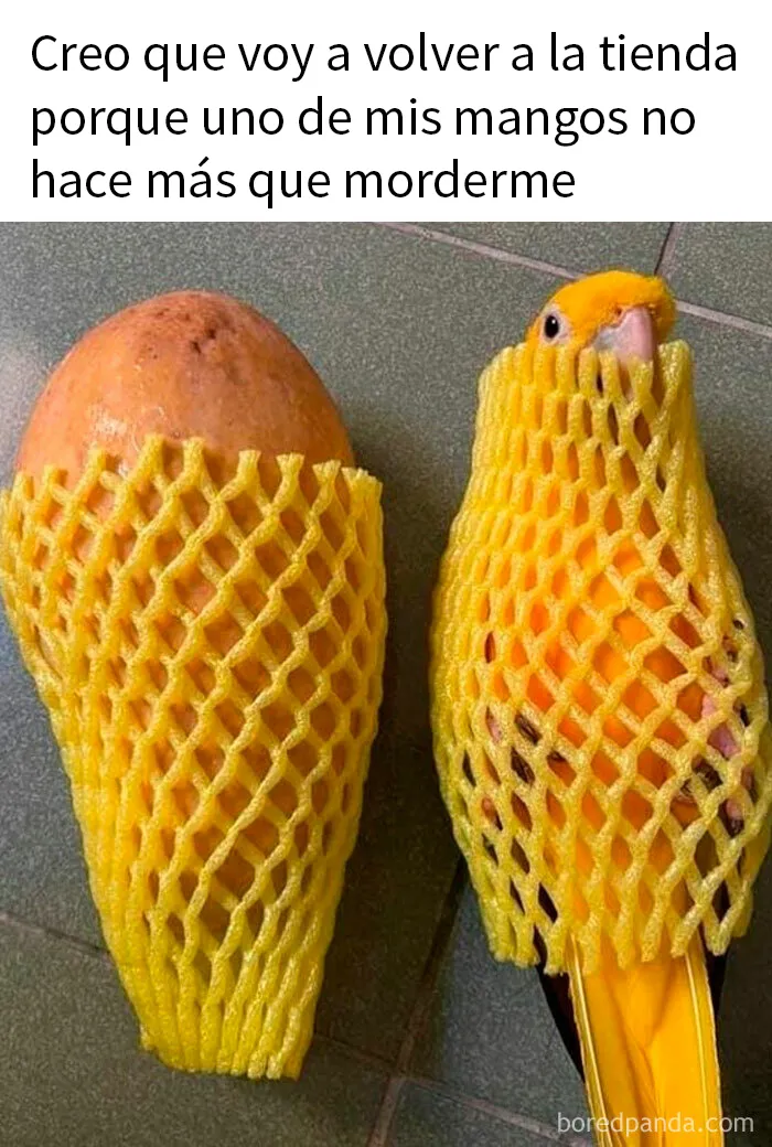 15 Memes divertidos y educados que no se ríen de nadie